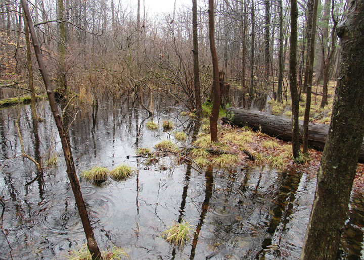 Herp Habitat